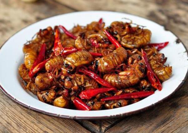 金蟬吃起來(lái)有點(diǎn)苦怎么回事 冰箱里金蟬變黑能吃嗎