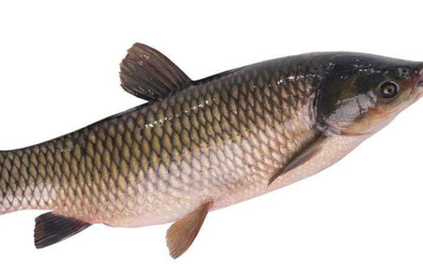 吃草魚可以預(yù)防心血管疾病嗎 不飽和脂肪酸對(duì)血液循環(huán)有利