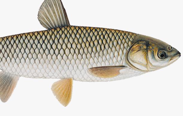 草魚的營(yíng)養(yǎng)價(jià)值 吃草魚注意什么