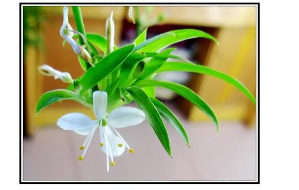秋天適合養(yǎng)殖的花卉有哪些？冬季花卉應(yīng)如何防凍？