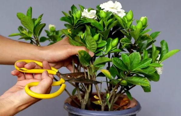 養(yǎng)殖花卉有哪些方法和注意事項(xiàng)？花卉養(yǎng)殖如何換盆？