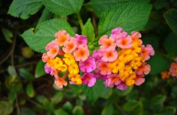 花卉的含義是什么？有毒的花卉有哪些？