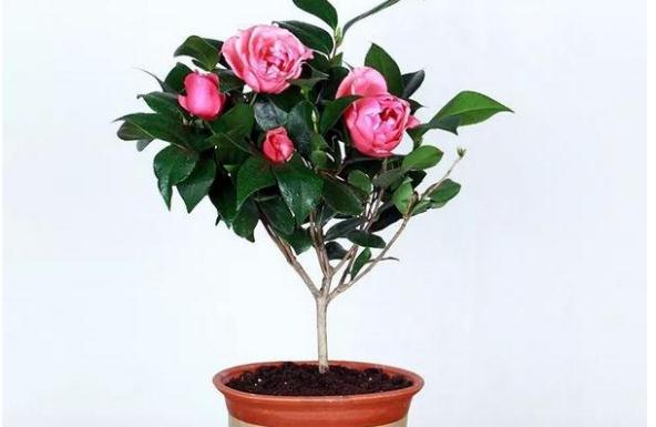 小茶花怎么養(yǎng)殖？天竺葵怎么養(yǎng)殖？
