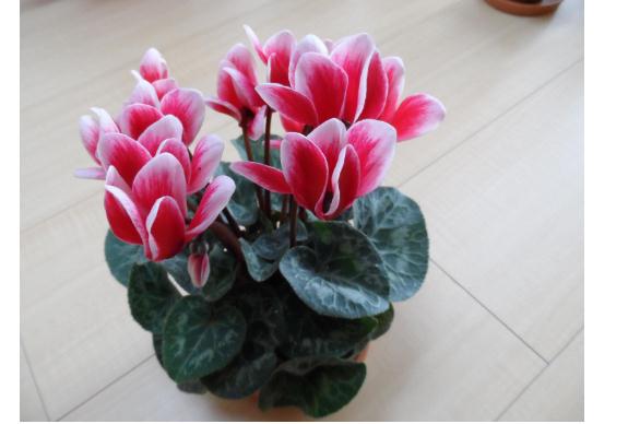 養(yǎng)殖雛菊有哪些方法和注意事項？仙鶴來花怎么養(yǎng)殖？