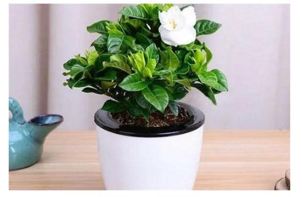 枙子花的養(yǎng)殖方法是什么？美女櫻怎么養(yǎng)殖？