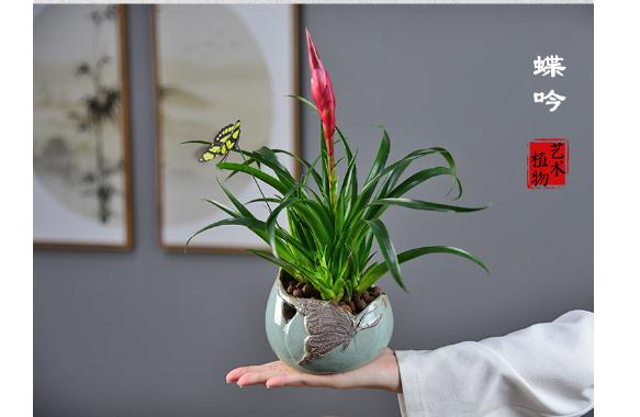 招財手花卉的養(yǎng)殖方法是什么？藤本月季養(yǎng)殖方法是什么？