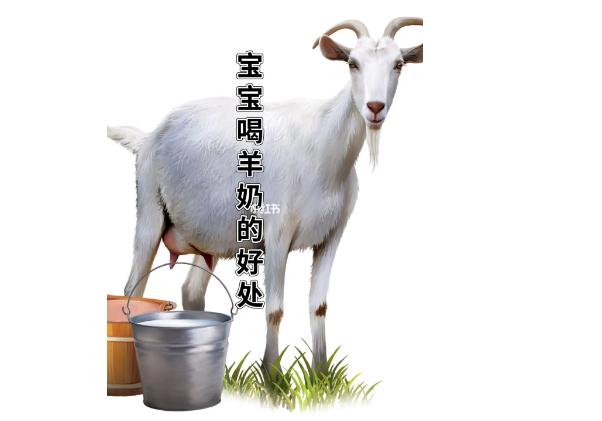 羊奶粉有什么優(yōu)點(diǎn)？嬰兒喝牛奶粉好還是羊奶粉好？
