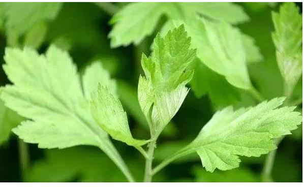 艾葉是涼性還是熱性？吃艾葉煎蛋有什么好處？