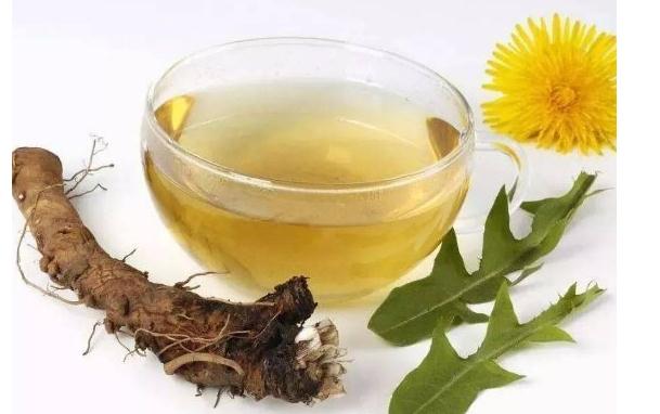 蒲公英是涼性還是熱性？蒲公英和什么一起泡水喝最好？