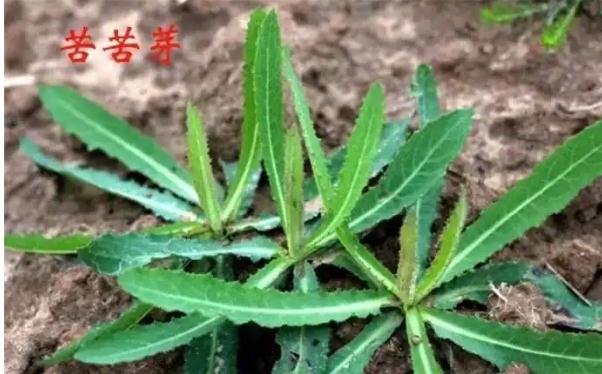 什么是胃炎？胃炎吃苦菜有什么好處？