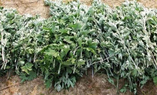 艾草可以治風(fēng)濕嗎？孕婦可以用風(fēng)濕膏嗎？