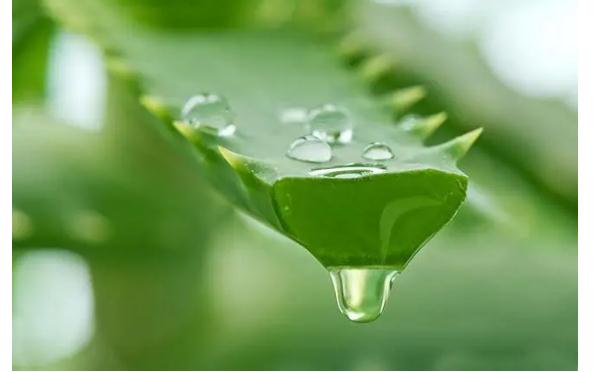 蘆薈膠可以去雞皮膚嗎？雞皮膚用什么藥膏最好用？