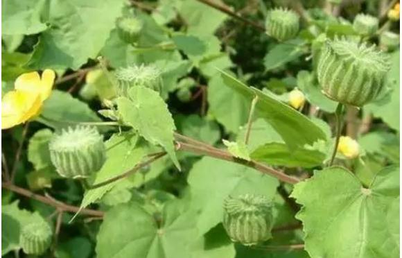 磨盤草能治療什么疾?。磕ケP草的功效作用是什么？