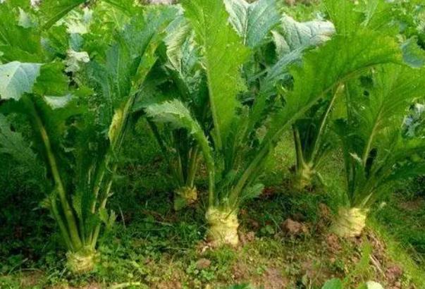 大頭菜是發(fā)物嗎？大頭菜營養(yǎng)價值有哪些？