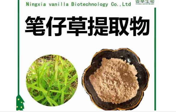 筆仔草是什么？筆仔草能治療什么疾病？