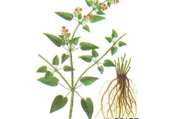茜草根是什么？茜草根能治療什么疾??？