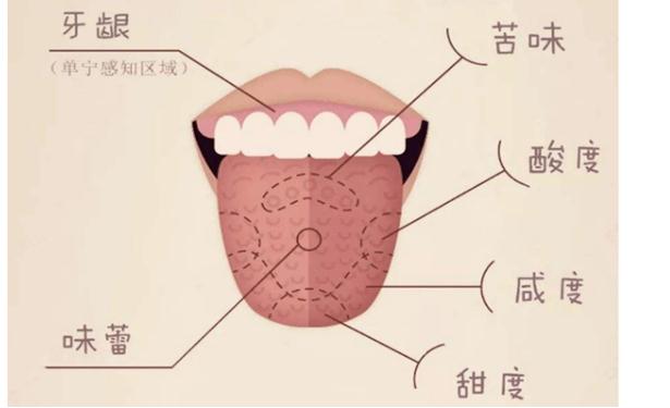 人的舌頭可以分辨出多少種味道？舌頭上有許多白色物體是什么？