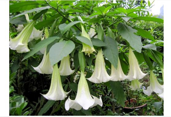 金洋花能治療什么疾??？金洋花的功效作用是什么？