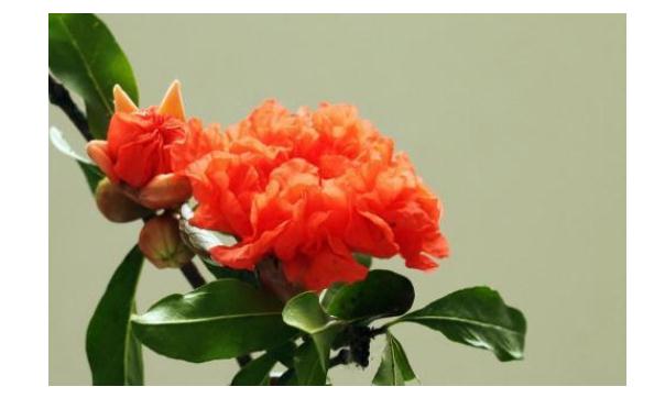 石榴花能治療什么疾?。渴窕ǖ墓πё饔檬鞘裁?？