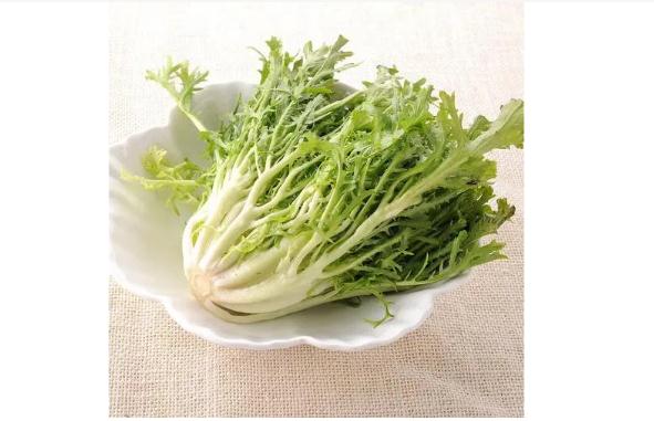 苦牙菜的功效作用是什么？苦牙菜能治療什么疾?。?></a> <span><a href=