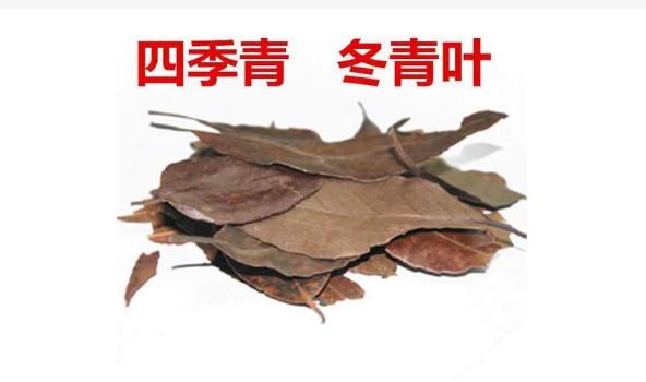 四季青有什么功效與作用？四季青什么人不宜使用？