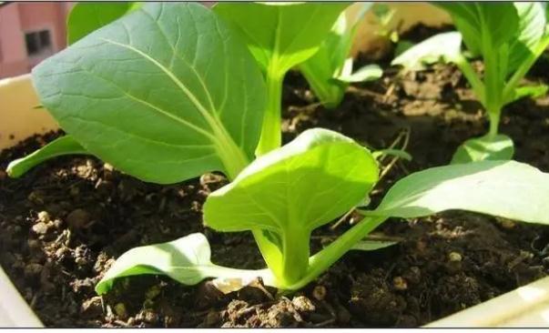 小白菜如何種植方法和時間？什么時候給小白菜施肥打蟲？