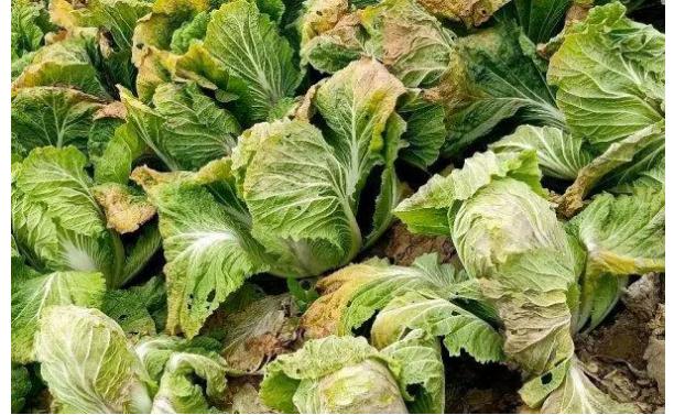 種植白菜用什么藥殺蟲最好？大白菜用什么肥料最好？
