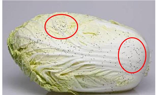 黃心白菜和大白菜的區(qū)別？白菜上的黑點點是什么？