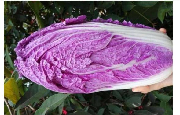 紫色大白菜該怎么種？紫色大白菜哪里適合種植？