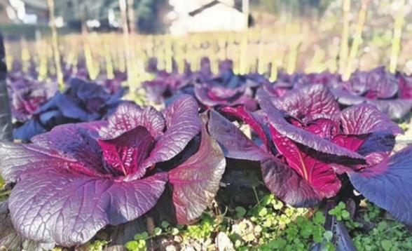 紫色大白菜怎么種高產？大白菜炭疽病危害癥狀是什么？