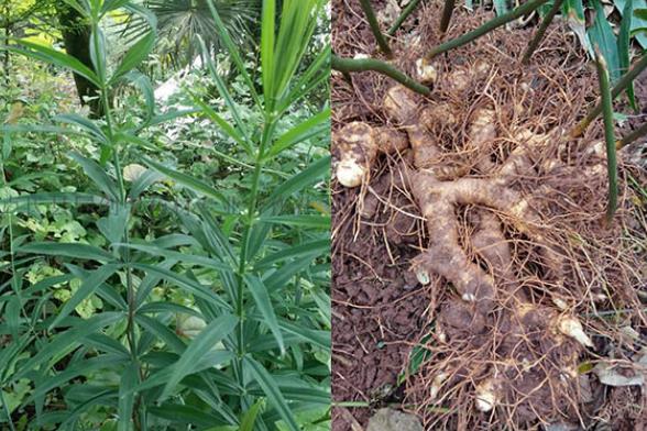 黃精可以和枸杞一起泡水喝嗎 黃精枸杞泡水用量多少