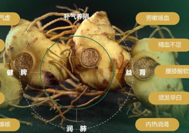 黃精枸杞泡水喝有哪些功效 補(bǔ)脾益氣滋陰潤(rùn)肺補(bǔ)肝益腎