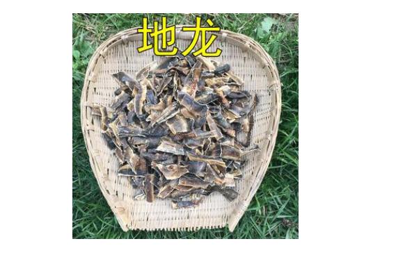 地龍有哪些作用與功效？哪些人群不宜服用地龍？
