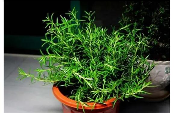 迷迭香功效與作用有哪些？迷迭香食用禁忌有哪些？