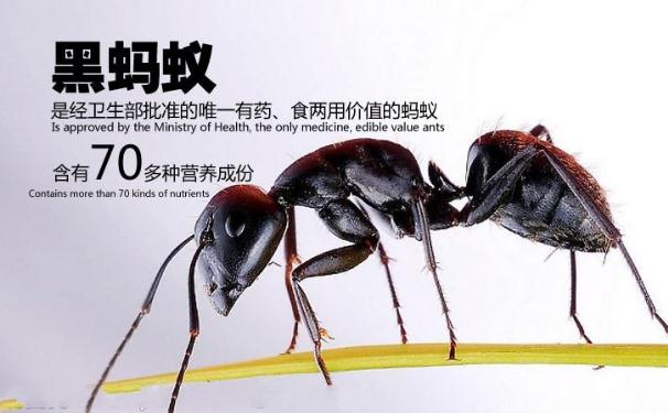 黑螞蟻的功效與作用有哪些？哪些人群不宜服用黑螞蟻？