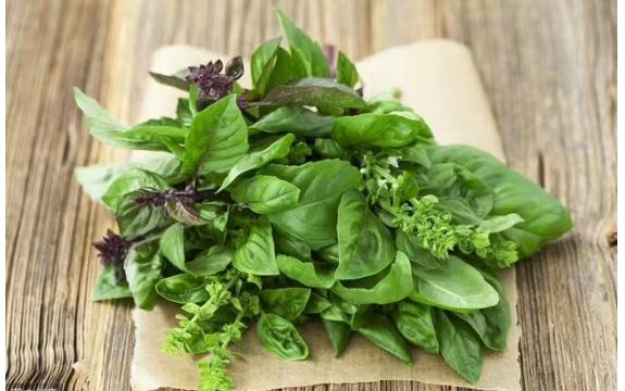 羅勒有什么功效與作用？食用羅勒有哪些禁忌人群？