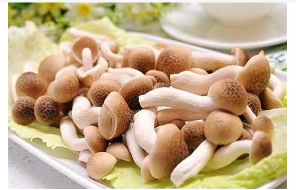 海鮮菇有哪些功效與作用？海鮮菇不能與哪些食物同食？