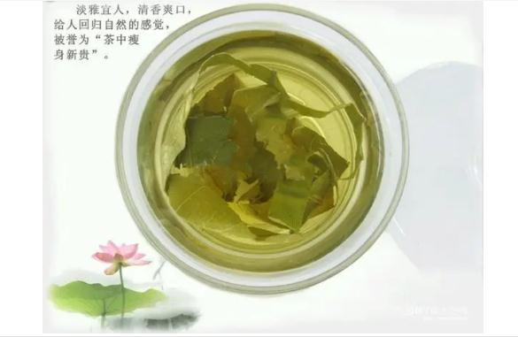 荷葉茶有哪些功效與作用？哪些人群不宜飲用荷葉茶？