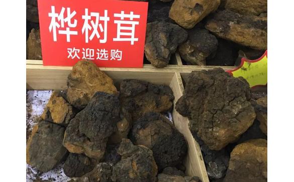 樺樹茸的作用功效有哪些？哪些人群不適宜服用樺樹茸？