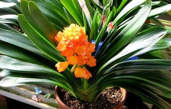 君子蘭養(yǎng)到幾葉能開(kāi)花？君子蘭催花有什么方法？