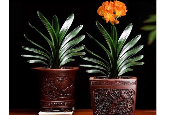 君子蘭和墨蘭能養(yǎng)在一起嗎？多肉植物可以和君子蘭種一起嗎？