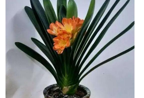 君子蘭開花時能換土嗎？君子蘭花怎么夾在葉片中間呢？