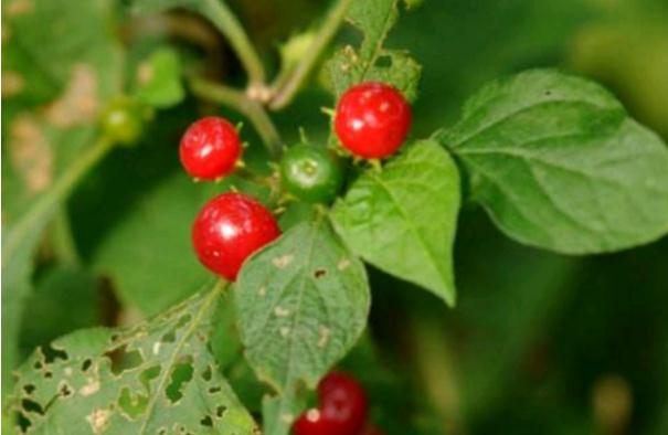 紅絲線能治療什么疾病？紅絲線泡水哪些人不能喝？