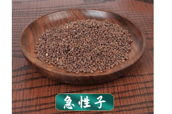 急性子能治療哪些疾病？急性子中藥的禁忌有哪些？
