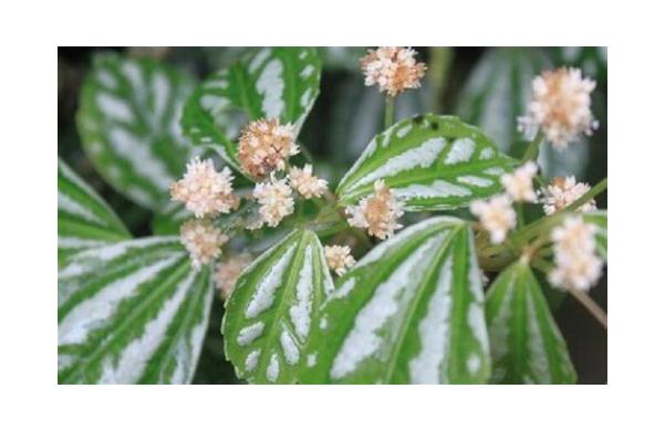 冷水花能治療什么疾?。坷渌ǖ墓πc作用有哪些？