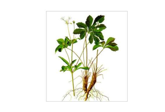虎掌草有哪些功效作用？虎掌草根泡酒有哪些好處？