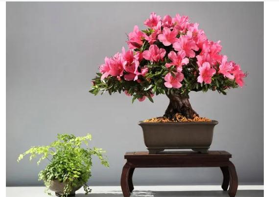 杜鵑花盆景如何養(yǎng)護(hù)？杜鵑花扦插有什么方法？
