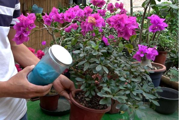 養(yǎng)殖杜鵑花施什么肥好？杜鵑花幾月份可以換盆？