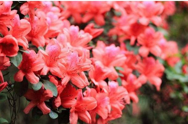 粉杜鵑花有毒嗎？花粉過敏可以養(yǎng)杜鵑花嗎？