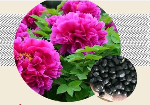 牡丹花種子怎么催芽？牡丹花怕凍嗎？